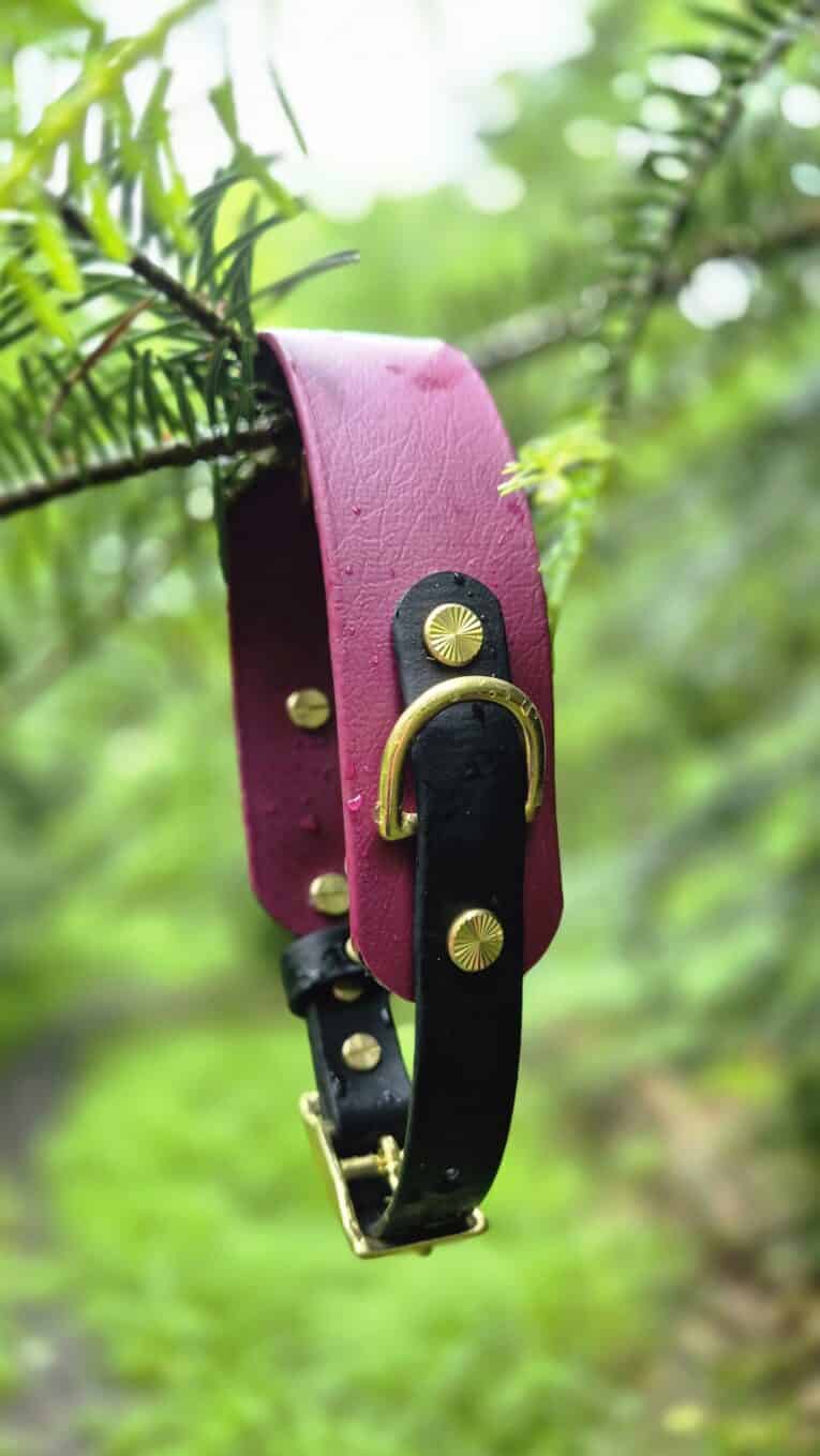 Handmade BioThane dog collar in burgundy and black with brass fittings, hanging from foliage.