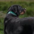 Black and tan rottweiler wearing a turquoise printed hound collar with forest design, viewed from behind in a grassy field.