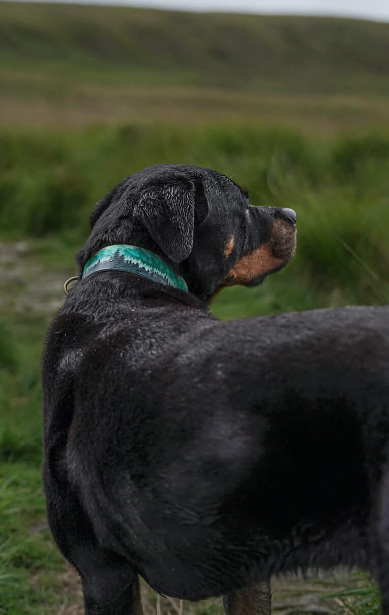 Black and tan rottweiler wearing a turquoise printed hound collar with forest design, viewed from behind in a grassy field.