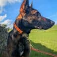 Black and tan German Shepherd wearing an orange adjustable martingale half-check collar with brass hardware, standing in a grassy field.
