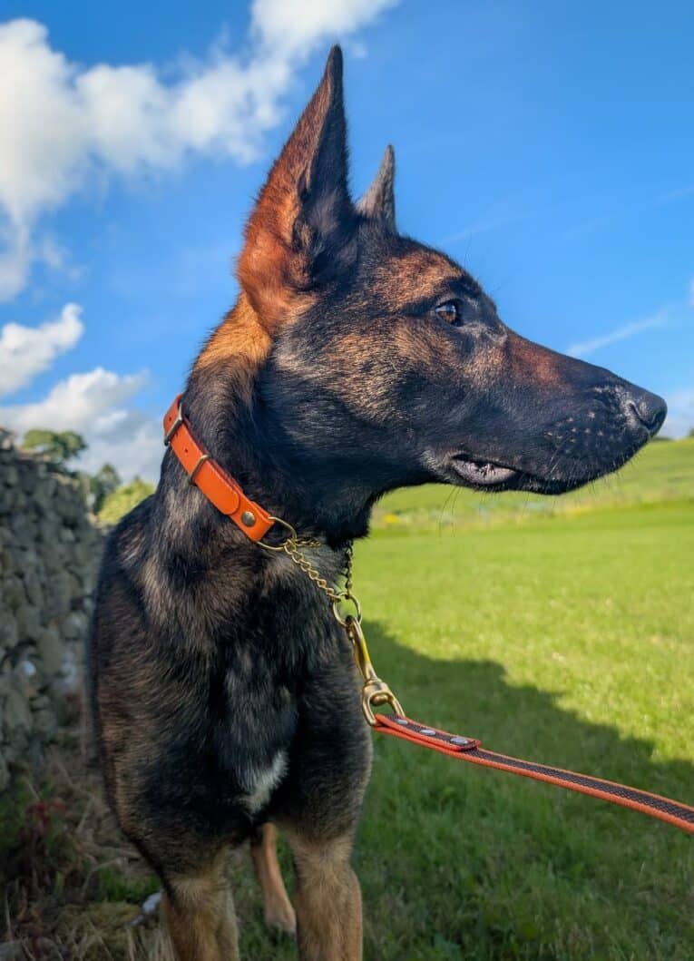 Black and tan German Shepherd wearing an orange adjustable martingale half-check collar with brass hardware, standing in a grassy field.