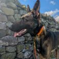 Black and tan dog wearing orange adjustable martingale half-check collar beside stone wall.