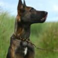 Alert black and tan dog wearing an adjustable martingale half-check collar with brass hardware, positioned in profile outdoors.