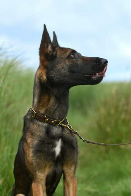 Adjustable Martingale (Half Check) Collar