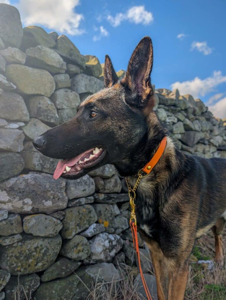 Black and tan dog wearing orange adjustable martingale half-check collar beside stone wall.
