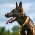 German Shepherd wearing orange Rumble Ember half-check BioThane dog collar with brass hardware