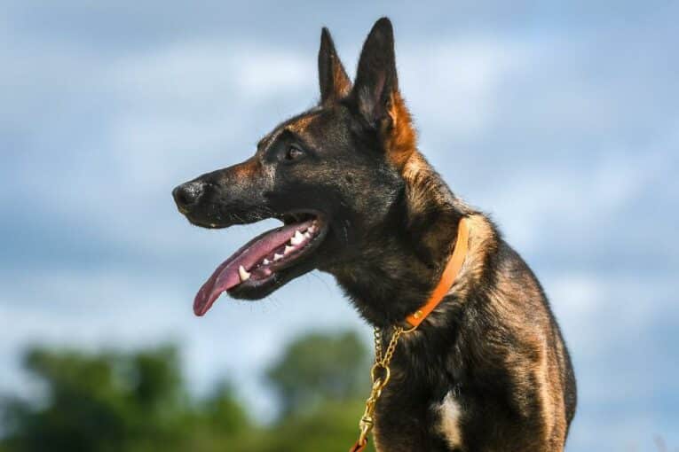 German Shepherd wearing orange Rumble Ember half-check BioThane dog collar with brass hardware