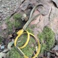 Saffron and brass handmade BioThane dog lead coiled on moss-covered forest ground with woodland backdrop.
