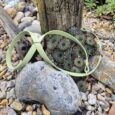 Pale green BioThane figure eight collar displayed on rocky ground with succulents nearby.