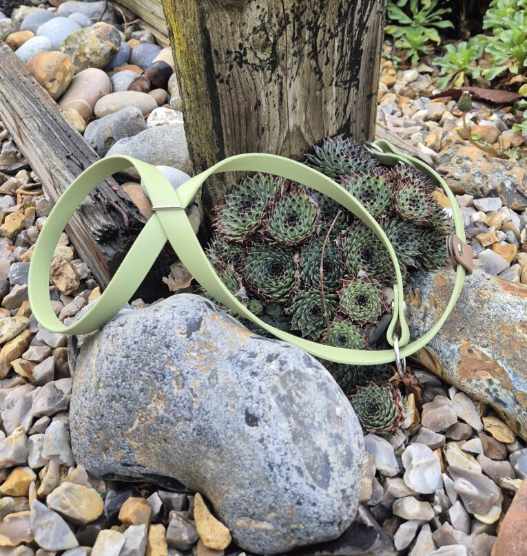 Pale green BioThane figure eight collar displayed on rocky ground with succulents nearby.