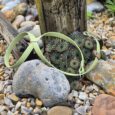 Lime-green figure eight head collar containing succulents in a rocky garden setting.