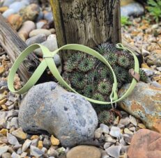 Lime-green figure eight head collar containing succulents in a rocky garden setting.