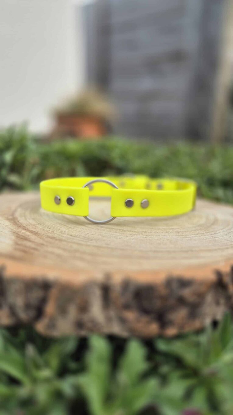 Bright yellow BioThane gundog collar with metal ring and studs, displayed on weathered wood outdoors.