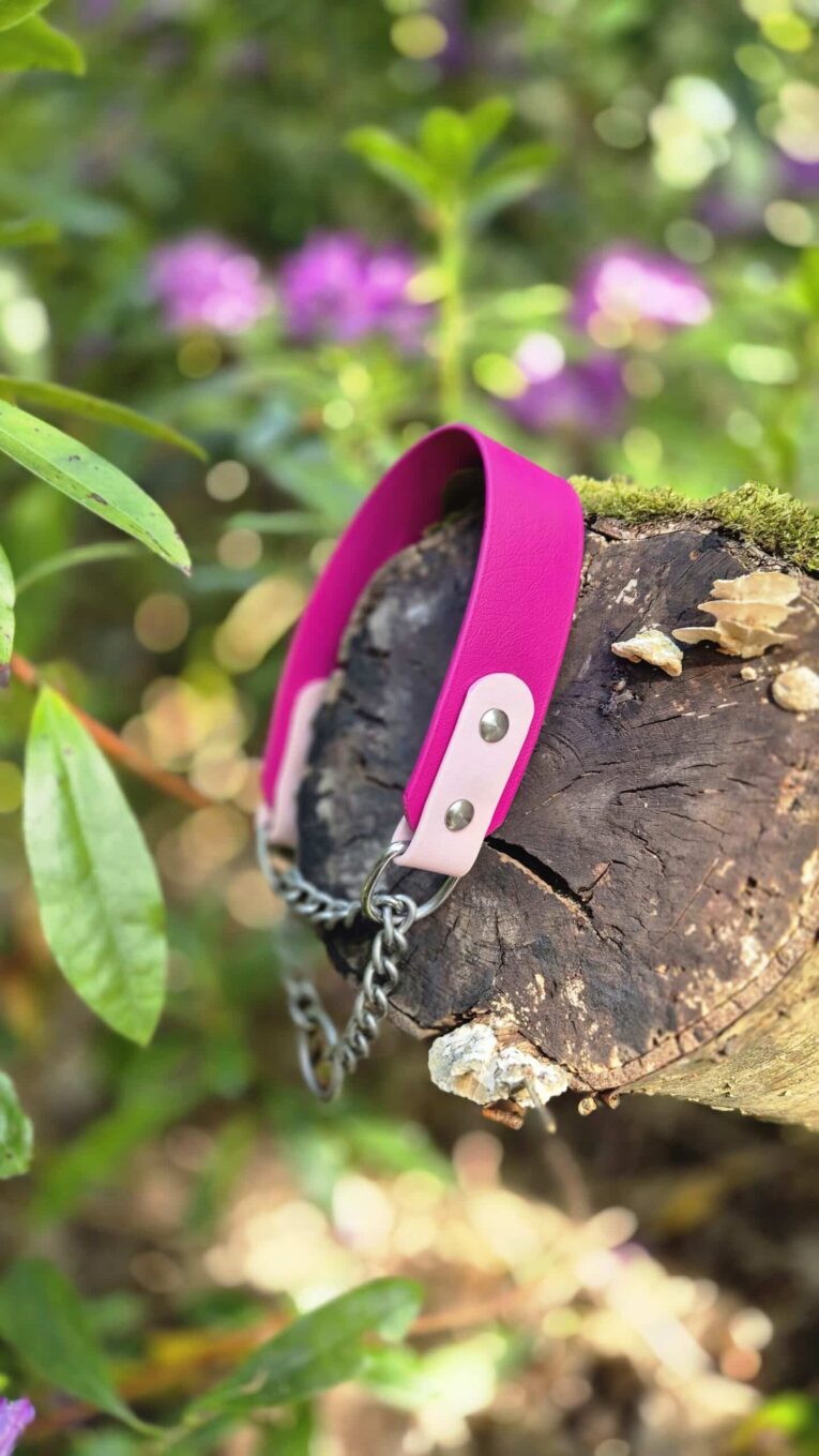 Vibrant magenta BioThane half check dog collar with white hardware and chain attachment, displayed on weathered wood in a garden setting.