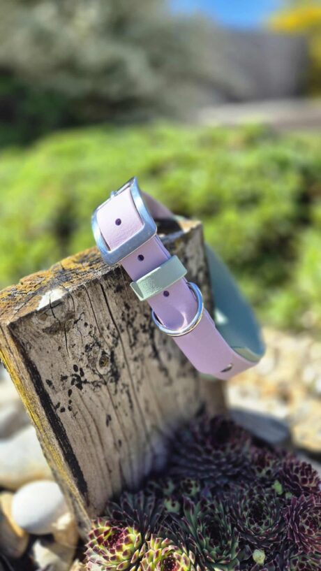 Lavender BioThane hound collar with blue hardware, displayed on weathered wood outdoors.