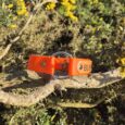 Bright orange BioThane hunting dog collar with buckle fastening, resting on weathered branch among yellow wildflowers.
