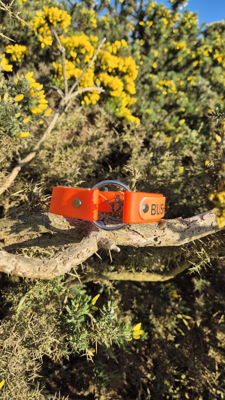 Bright orange BioThane hunting dog collar with buckle fastening, resting on weathered branch among yellow wildflowers.