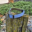 Bright blue BioThane remote collar strap with black hardware, displayed on a weathered wooden post in a garden setting.