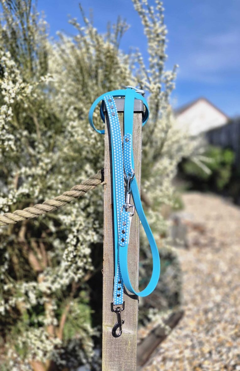 Bright blue polka dot lead with metal hardware, displayed on wooden post with white flowering shrubs behind.