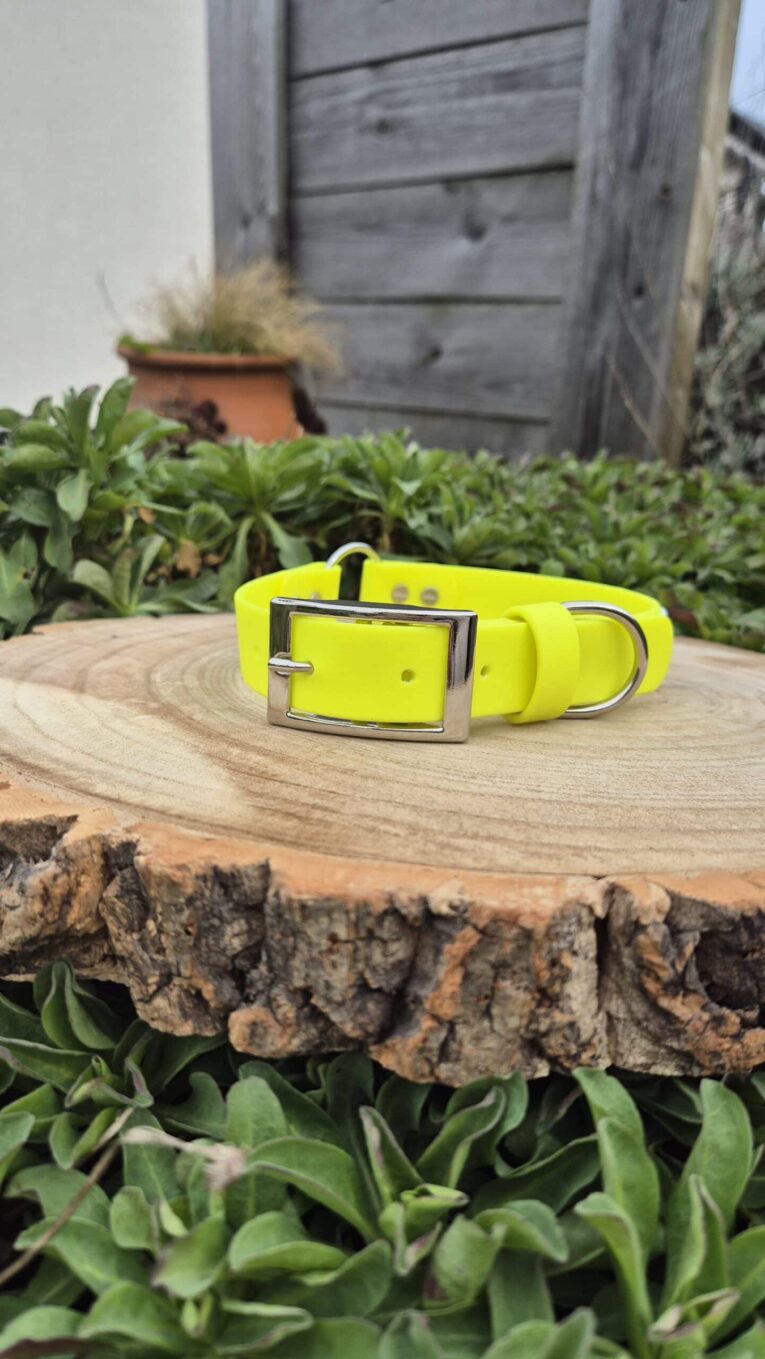 Bright yellow handmade BioThane gundog collar with chrome buckle, displayed on wooden surface in garden setting.