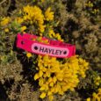 Bright pink personalised centre ring collar named Hayley on yellow wildflowers outdoors