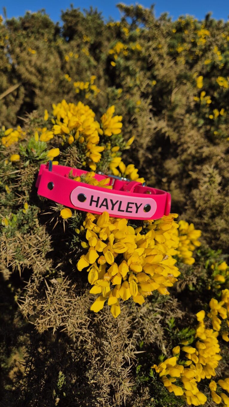 Bright pink personalised centre ring collar named Hayley on yellow wildflowers outdoors