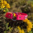 Bright pink handmade BioThane centre ring dog collar with blue hardware, displayed on yellow gorse flowers in countryside setting.