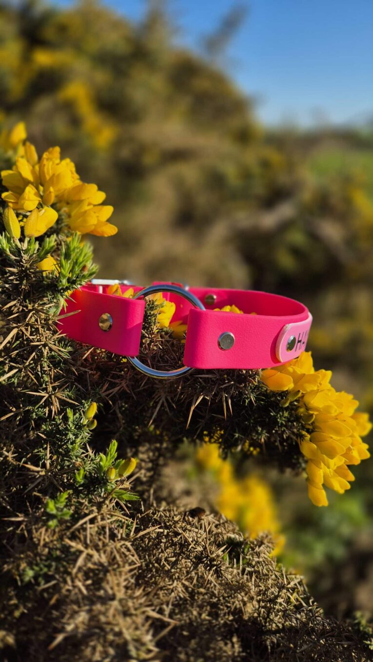 Bright pink handmade BioThane centre ring dog collar with blue hardware, displayed on yellow gorse flowers in countryside setting.