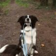 Black and white Border Collie sitting on a woodland path, wearing a blue BioThane lead.