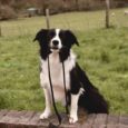 Black and white Border Collie sitting on a brick wall, holding a black BioThane lead in its mouth, wearing a matching collar.