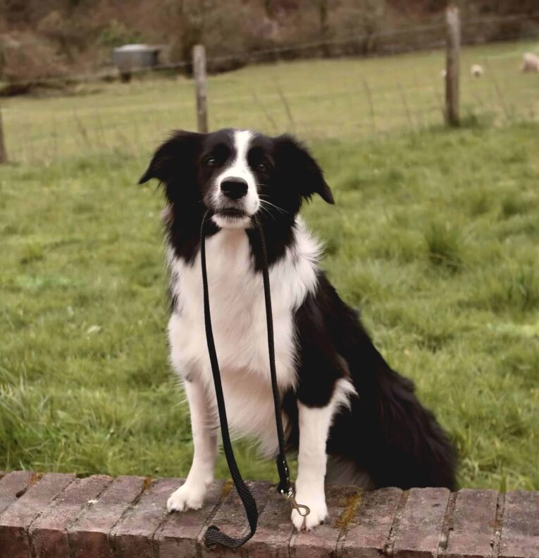 Black and white Border Collie sitting on a brick wall, holding a black BioThane lead in its mouth, wearing a matching collar.