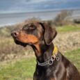 Doberman wearing a handmade BioThane martingale collar with yellow and chain detailing, coastal setting.
