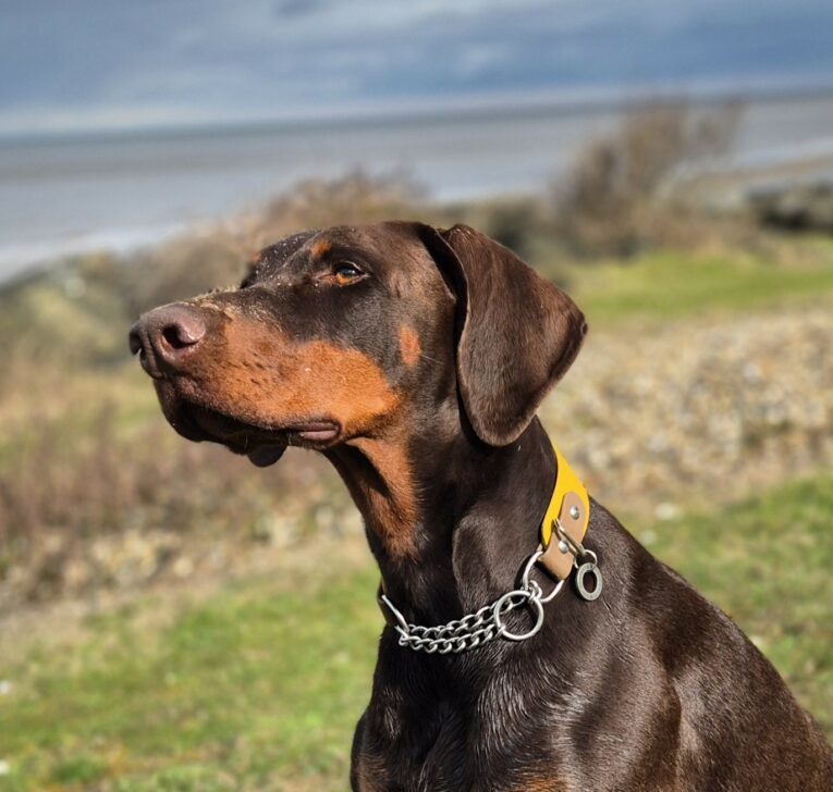 Doberman wearing a handmade BioThane martingale collar with yellow and chain detailing, coastal setting.