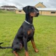 Elegant black Dobermann wearing a cow print BioThane tag collar with chain detail, sitting attentively in a country garden setting.