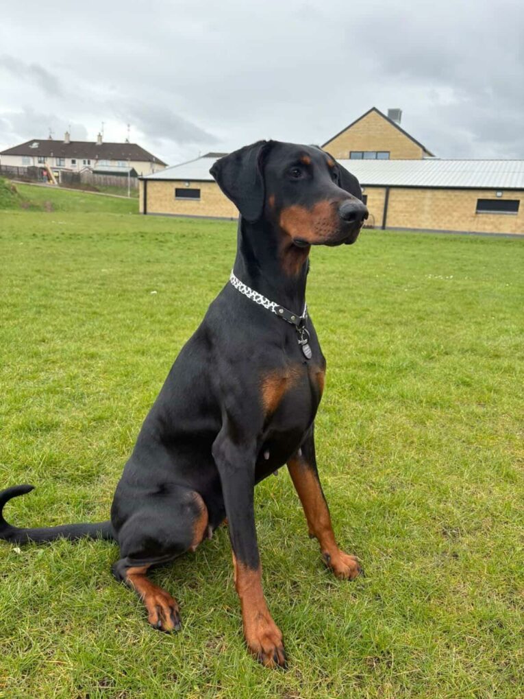 Elegant black Dobermann wearing a cow print BioThane tag collar with chain detail, sitting attentively in a country garden setting.