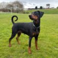 Black and tan Doberman wearing a cow print tag collar, standing alert on a grass field.