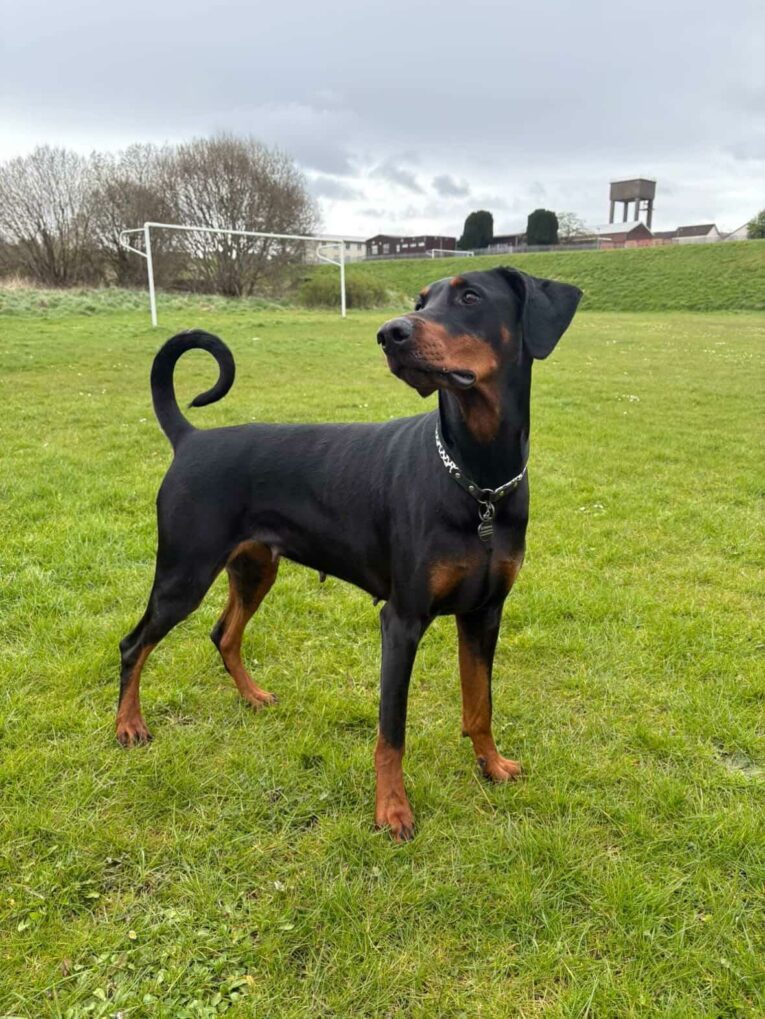 Black and tan Doberman wearing a cow print tag collar, standing alert on a grass field.