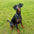 Black and tan Doberman wearing a cow print tag collar with chain lead on grass.