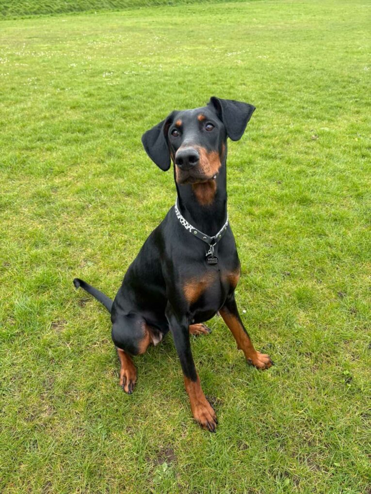 Black and tan Doberman wearing a cow print tag collar with chain lead on grass.