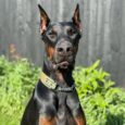 Black and tan Doberman wearing a handmade BioThane half check collar with chain detail and tan tag panel.