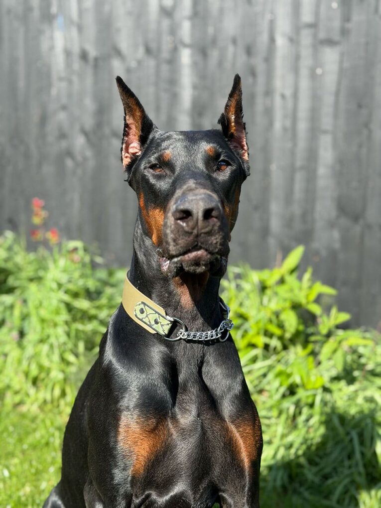Black and tan Doberman wearing a handmade BioThane half check collar with chain detail and tan tag panel.