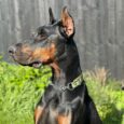 Sleek black and tan Doberman wearing a handmade BioThane half check collar with chain and neon accents.