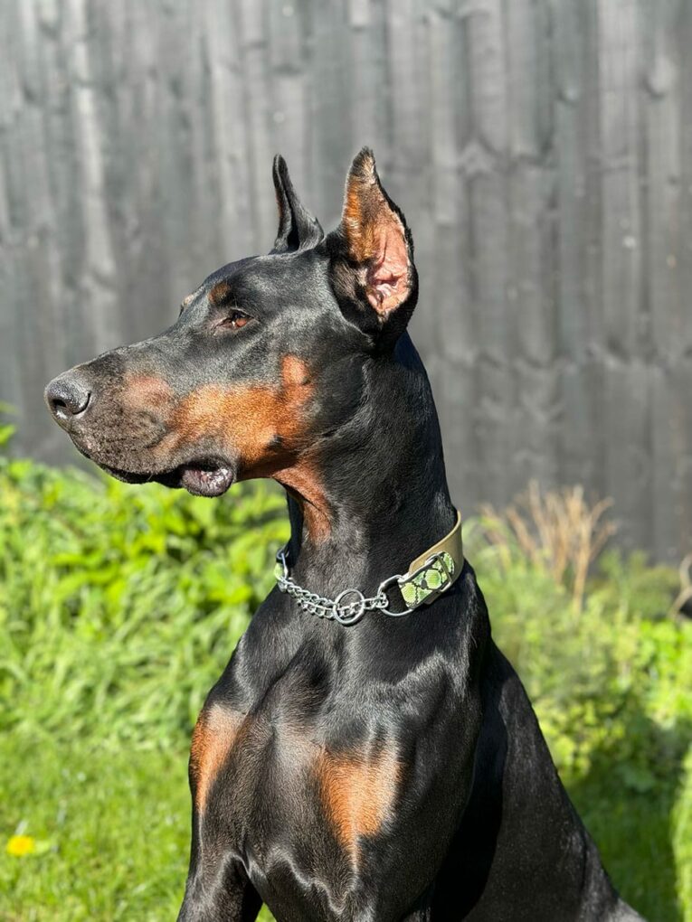 Sleek black and tan Doberman wearing a handmade BioThane half check collar with chain and neon accents.