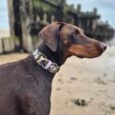 Chocolate Doberman wearing a floral patterned handmade BioThane dog collar on a beach