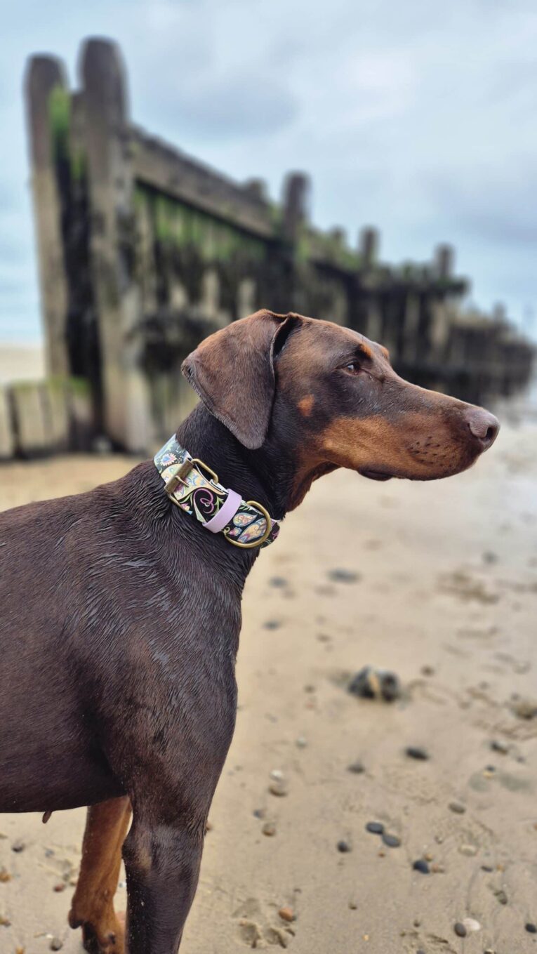 Chocolate Doberman wearing a floral patterned handmade BioThane dog collar on a beach