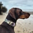 Chocolate Labrador wearing a floral patterned handmade BioThane dog collar on a beach, gazing towards the sea.