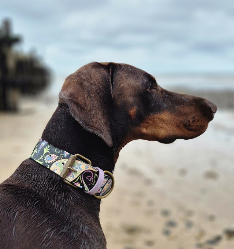 Chocolate Labrador wearing a floral patterned handmade BioThane dog collar on a beach, gazing towards the sea.