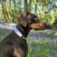 Black and tan Doberman wearing a light blue handmade BioThane dog collar, sitting in a field of purple flowers with trees behind.