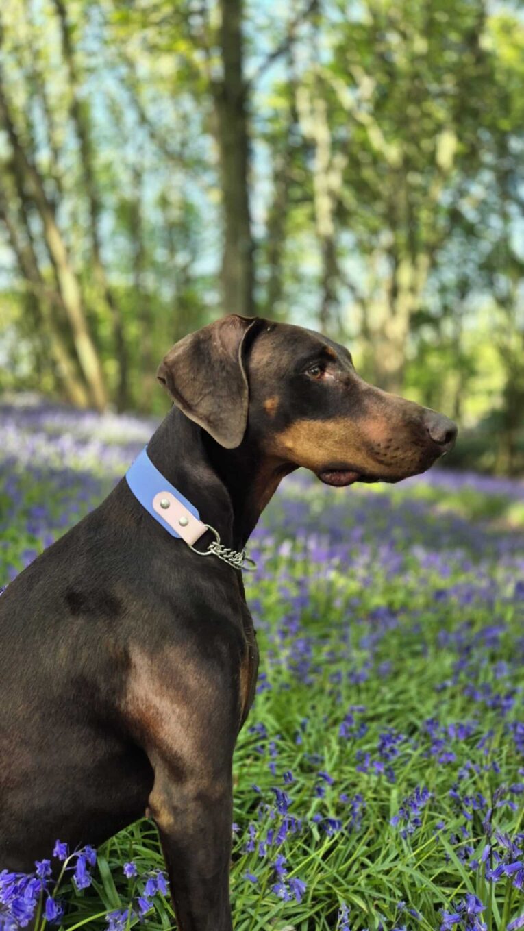 Black and tan Doberman wearing a light blue handmade BioThane dog collar, sitting in a field of purple flowers with trees behind.