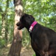 Black dog wearing a bright pink BioThane collar, standing alert in a woodland setting.